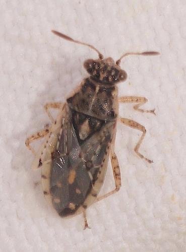 Brachycarenus tigrinus